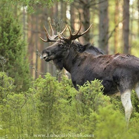 Kwatera Na Bagnach Osowiec  Екстер'єр фото
