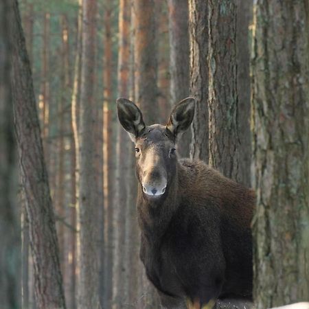 Kwatera Na Bagnach Osowiec  Екстер'єр фото